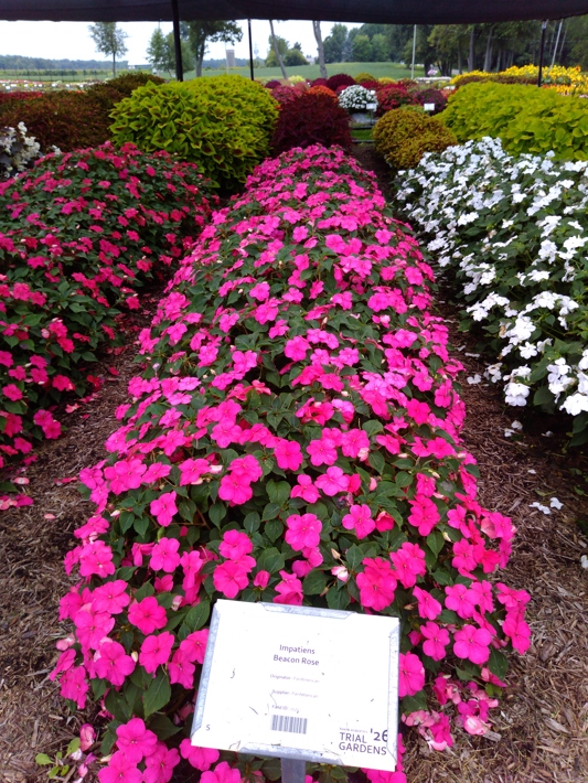 Impatiens Beacon Rose
