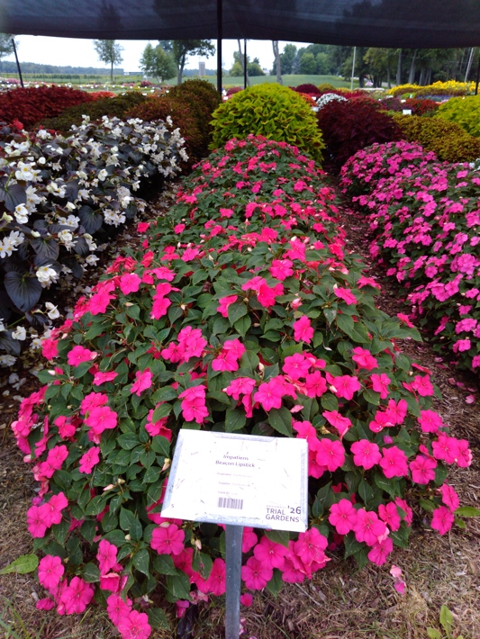 Impatiens Beacon Lipstick