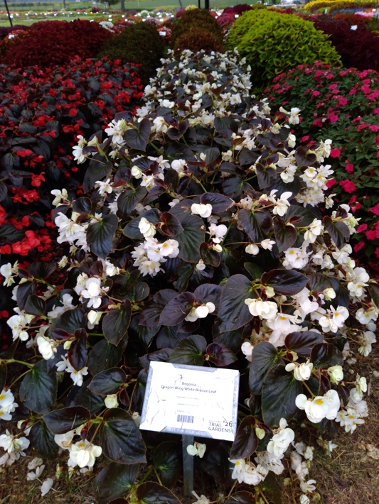Begonia Dragon Wing White Bronze Leaf