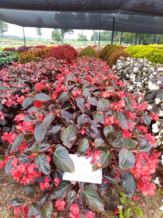 Begonia Dragon Wing Red Bronze Leaf