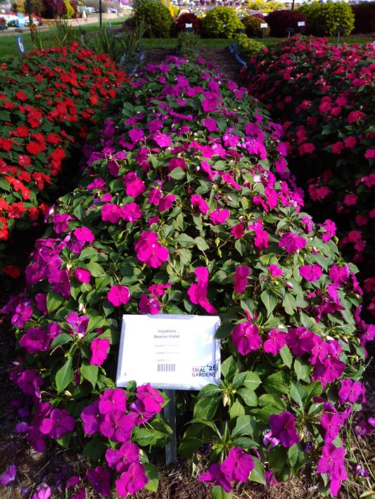 Impatiens Beacon Violet