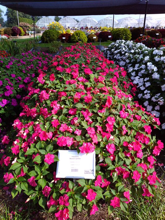 Impatiens Beacon Lipstick