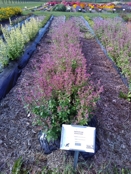 Agastache spp Sunrise Violet