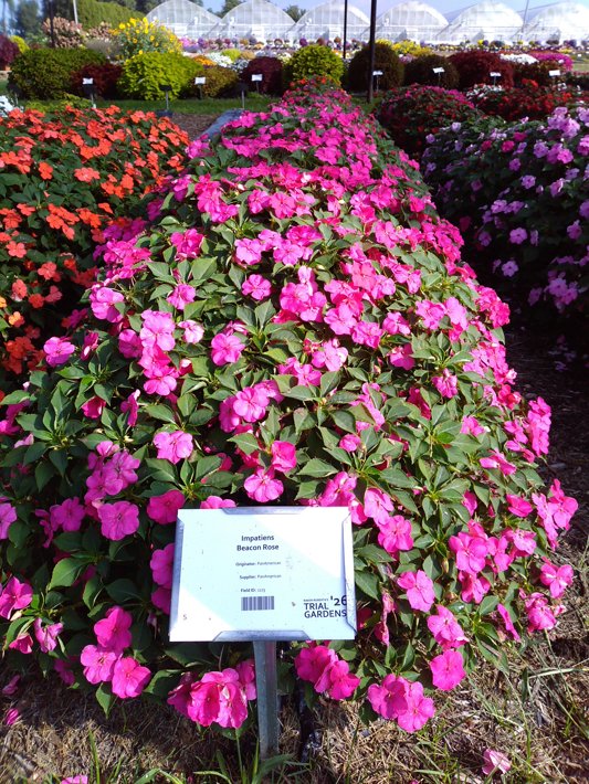 Impatiens Beacon Rose