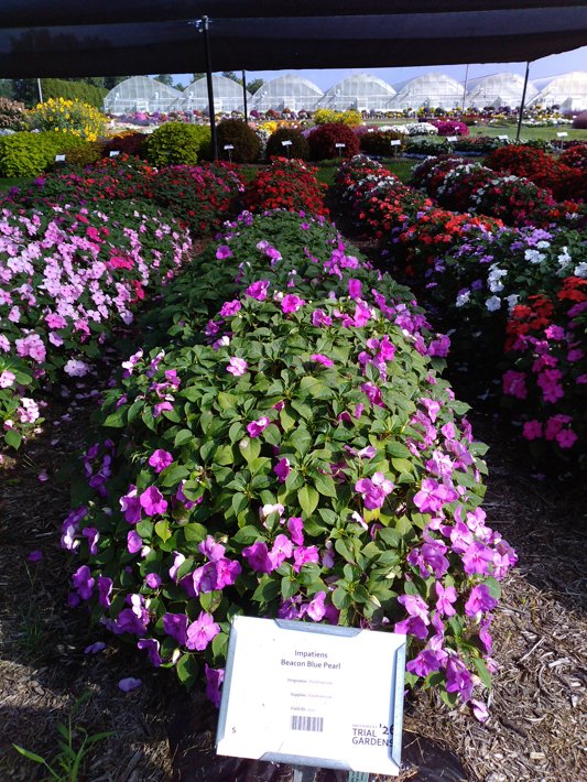 Impatiens Beacon Blue Pearl