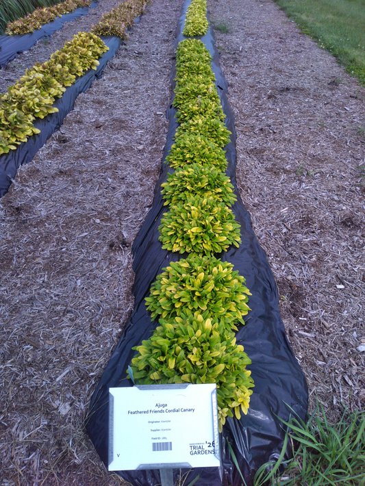 Ajuga Feathered Friends Cordial Canary