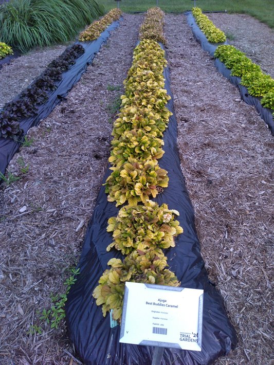 Ajuga Best Buddies Caramel