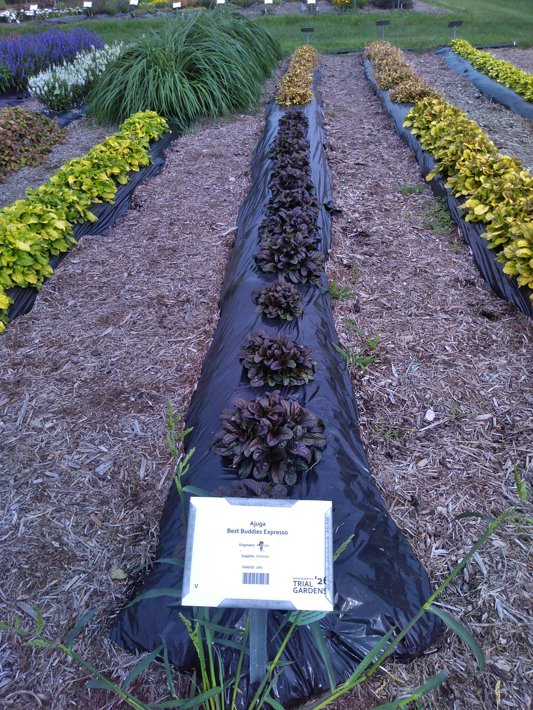 Ajuga Best Buddies Expresso