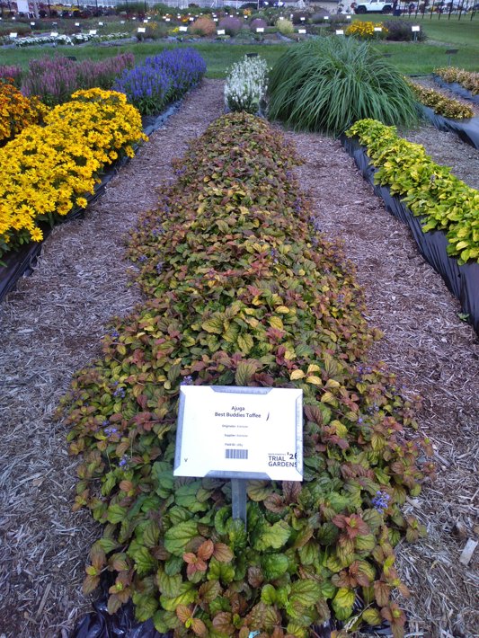 Ajuga Best Buddies Toffee