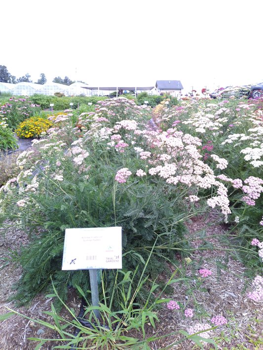 Achillea millefolium Summer Pastels