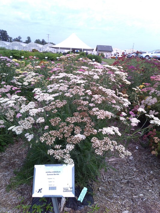 Achillea millefolium Summer Berries