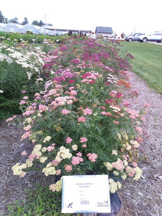Achillea millefolium Red Shades