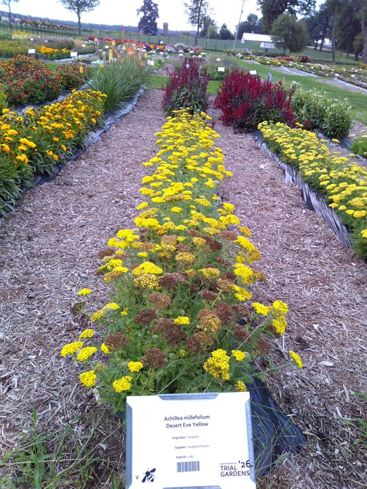 Achillea millefolium Desert Eve Yellow