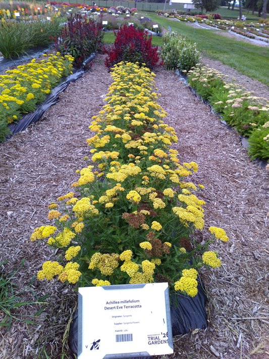 Achillea millefolium Desert Eve Terracotta