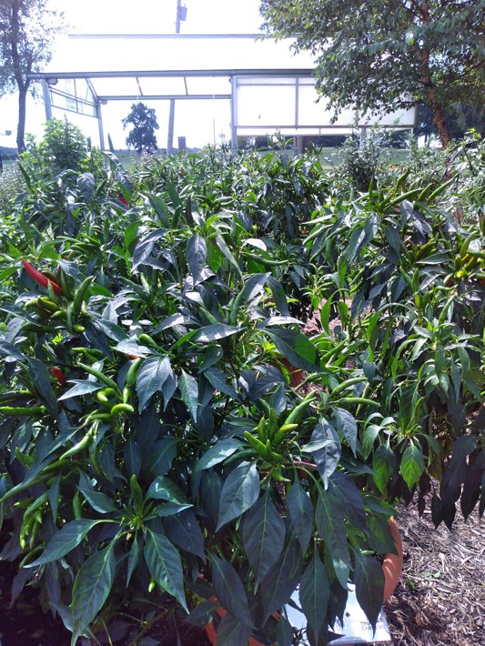 26EDC-54 Pepper Clustering Hot