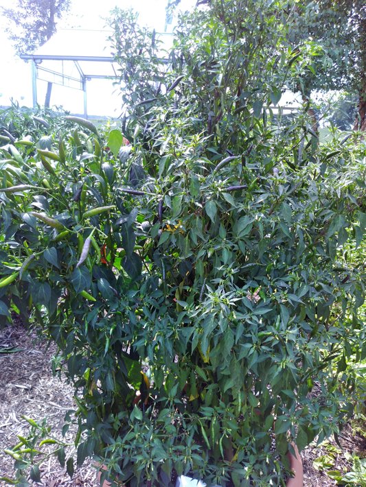 26EDC-54 C Pepper Thai Bird
