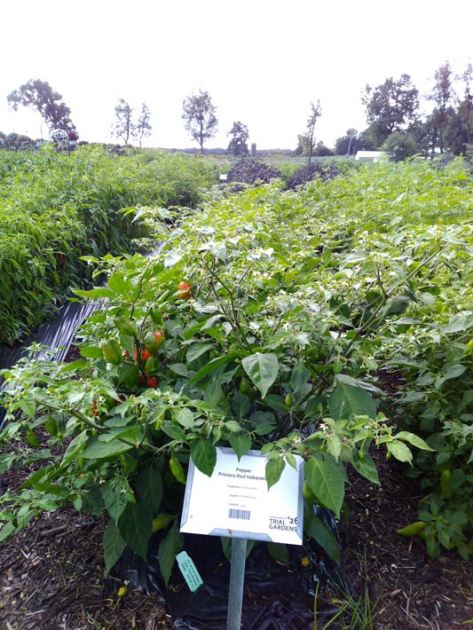 Pepper  Primero Red Habanero