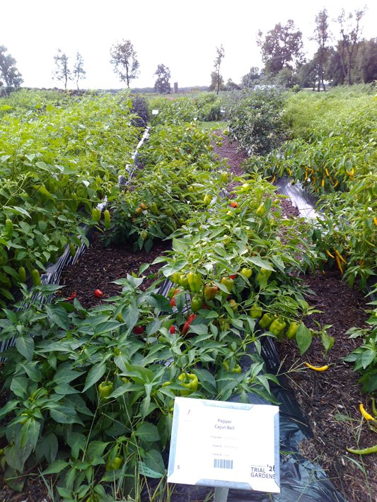 Pepper  Cajun Bell