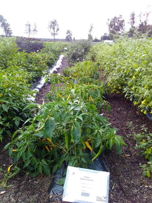Pepper  Golden Cayenne