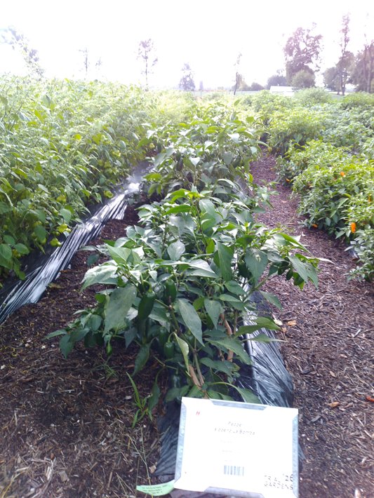 Pepper Jalopeno La Bomba II