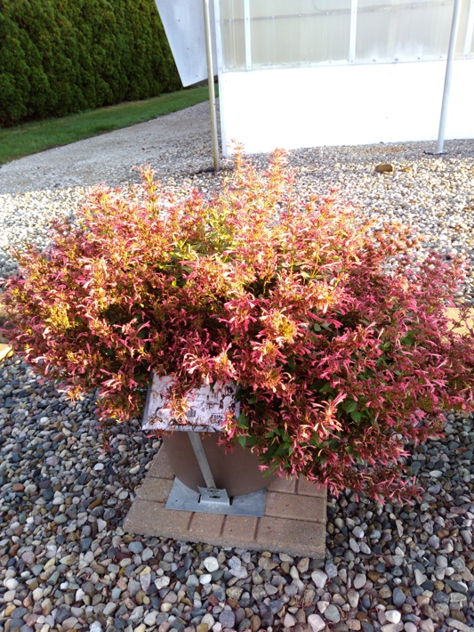 Agastache Summerlong Coral