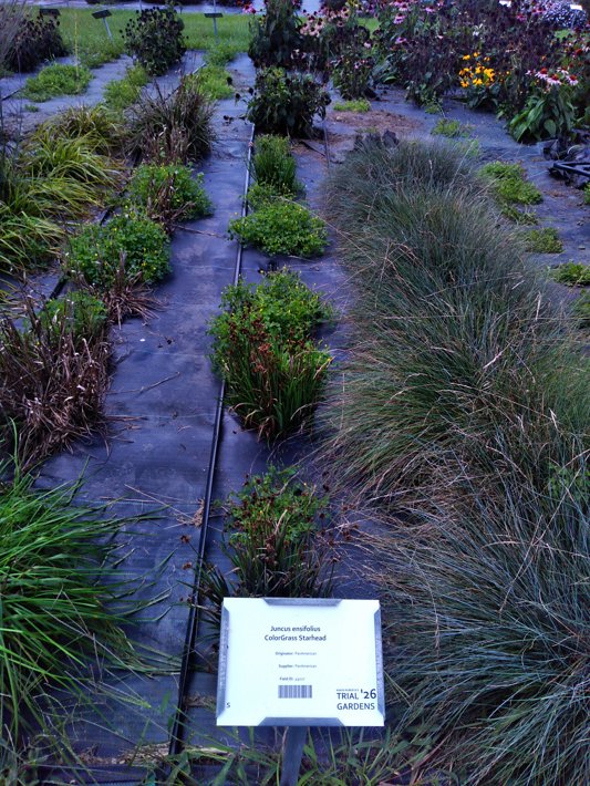 Juncus ensifolius ColorGrass Starhead