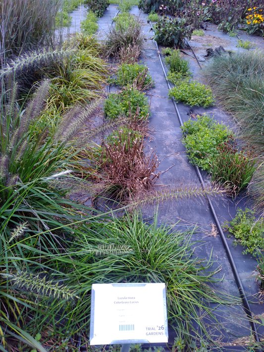 Luzula nivea ColorGrass Lucius